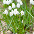 Modřenec bílý - Muscari aucheri - cibule modřenců - 5 ks