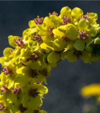 BIO Divizna velkokvětá - Verbascum densiflorum - bio osivo divizny - 300 ks