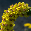 BIO Divizna velkokvětá - Verbascum densiflorum - bio osivo divizny - 300 ks