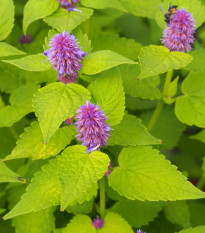 BIO Agastache fenyklová - Agastache foeniculum - bio osivo agastache - 100 ks