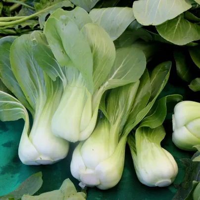 Pak Choi Atari F1 - Brassica rapa chinensis - osivo pak choi - 50 ks