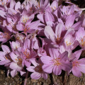 Ocún obrovský - Colchicum giganteum - hlízy ocúnů - 1 ks