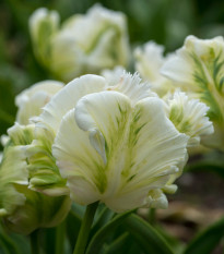 Tulipán White Rebel - Tulipa - cibule tulipánů - 3 ks