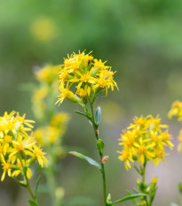 Zlatobýl obecný - Solidago virgaurea - osivo zlatobýlu - 10 ks