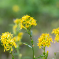 Zlatobýl obecný - Solidago virgaurea - osivo zlatobýlu - 10 ks