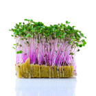 Klíčky a microgreen