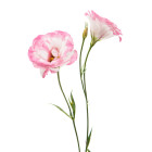 Eustoma