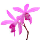 Orchidej