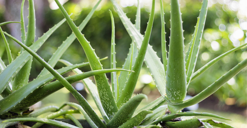 Aloe Vera - svícen ze slunného jihu