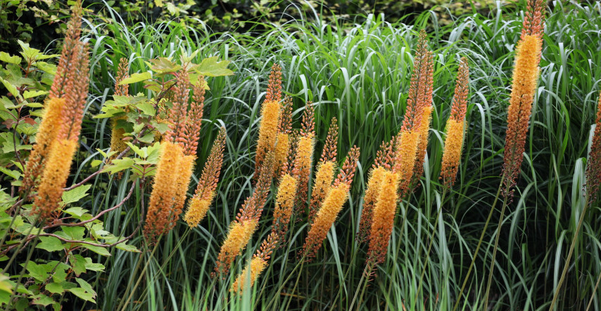 Eremurus, nebo-li liliochvostec 