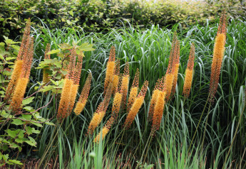 Eremurus, nebo-li liliochvostec 