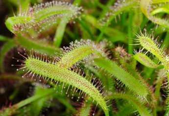 Drosera – rosnatky