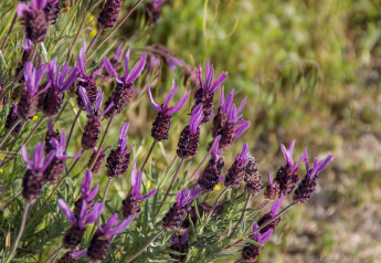 Také Vás pohltil styl Provence?